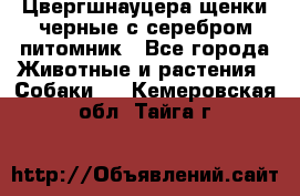 Цвергшнауцера щенки черные с серебром питомник - Все города Животные и растения » Собаки   . Кемеровская обл.,Тайга г.